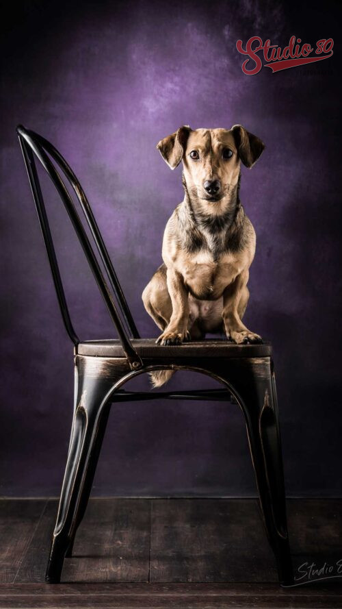 Sesión de Fotografía Mascotas